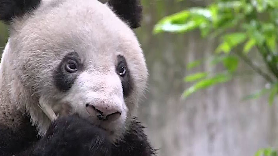 The world's oldest living panda has raised 137 offspring - CGTN
