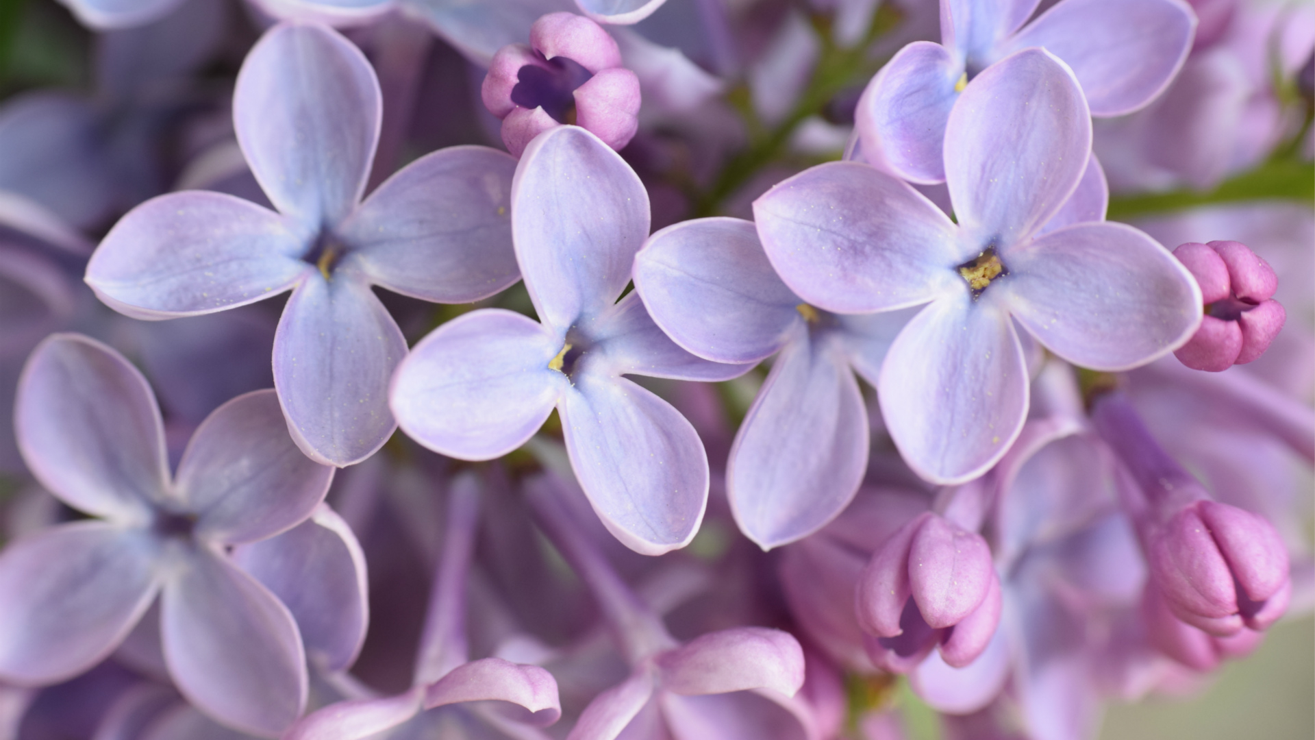 lilac: tiny flowers with big uses - cgtn