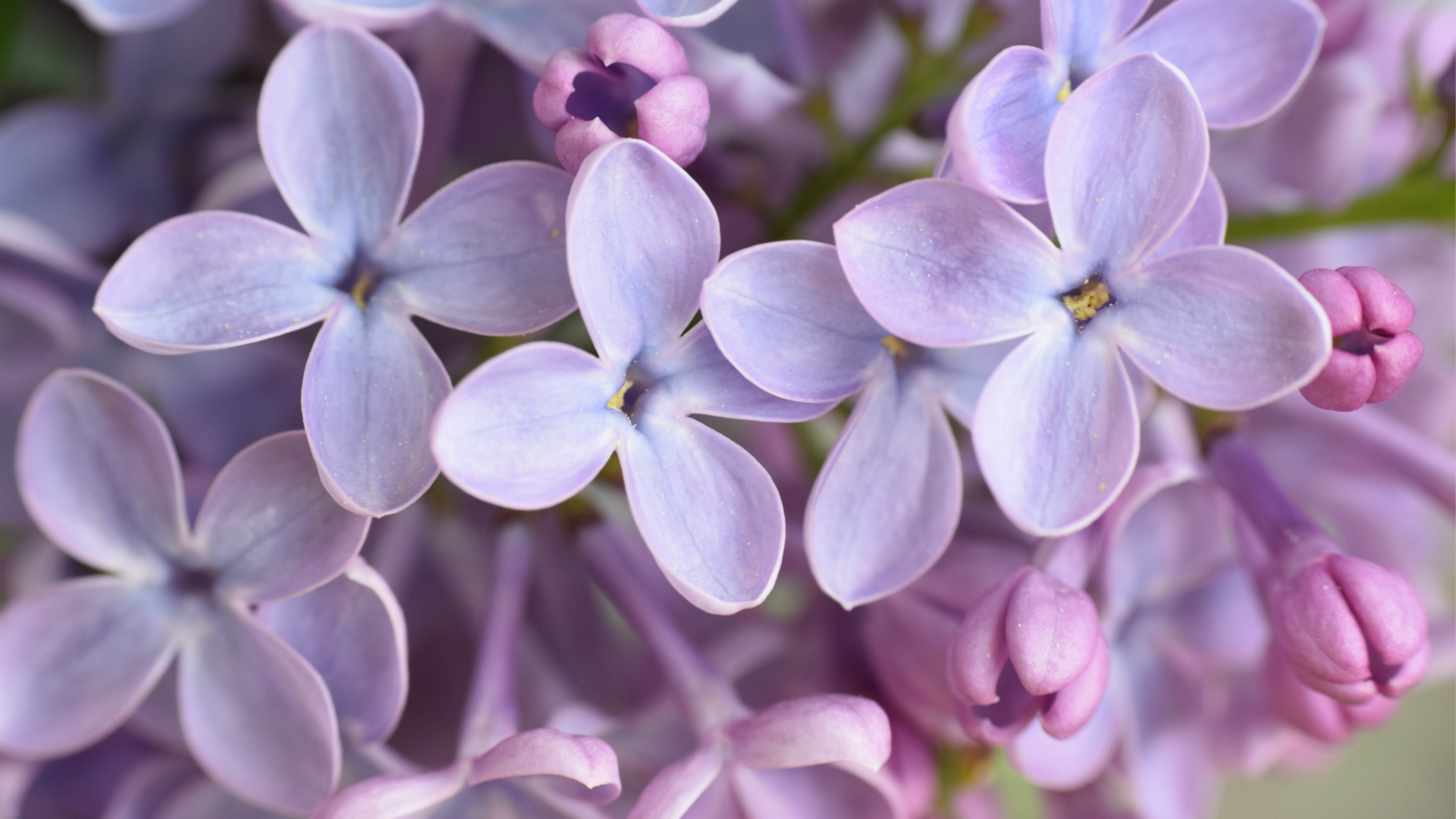 Lilac Tiny Flowers With Big Uses Cgtn