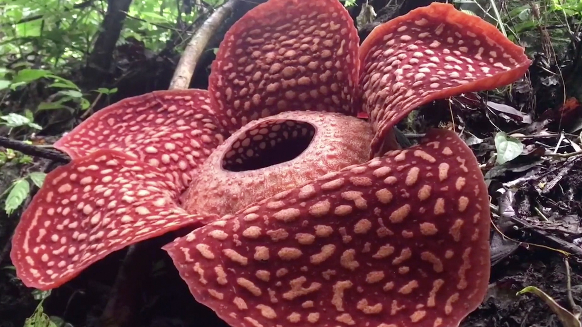 Huge and strange flower blooms in Indonesian rainforest - CGTN