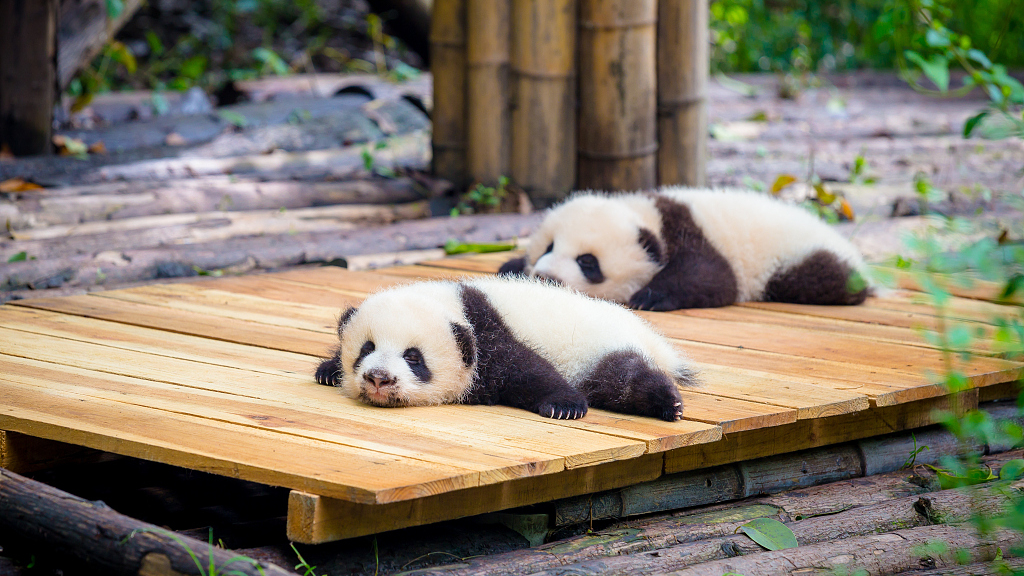 Giant Panda National Park Boosts Giant Panda Population CGTN