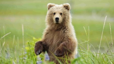 Brown bear in courtship spotted in NW China - CGTN