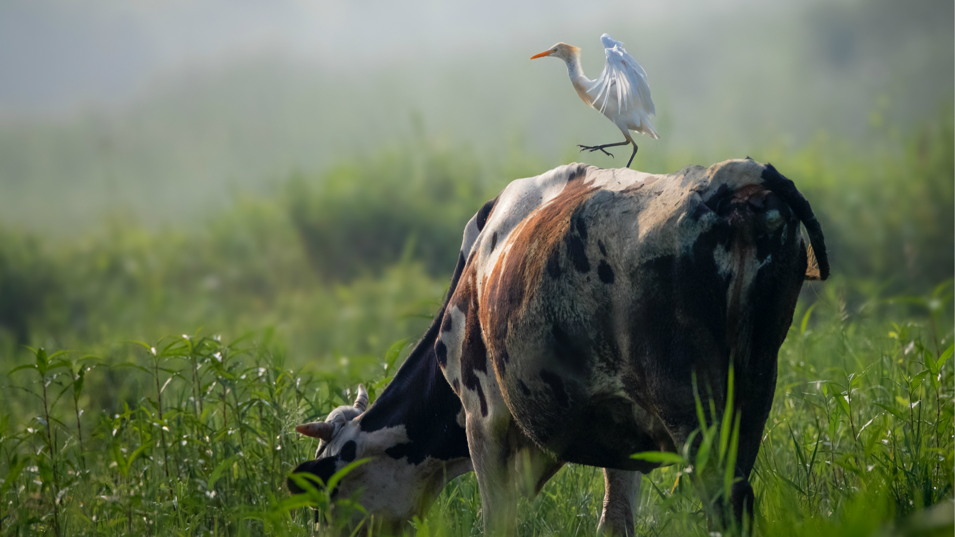 Cattle Egrets And Livestock