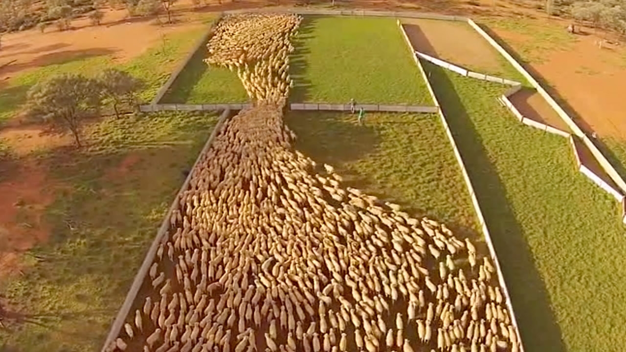 what-does-sheep-herding-look-like-from-above-here-s-the-drone-footage