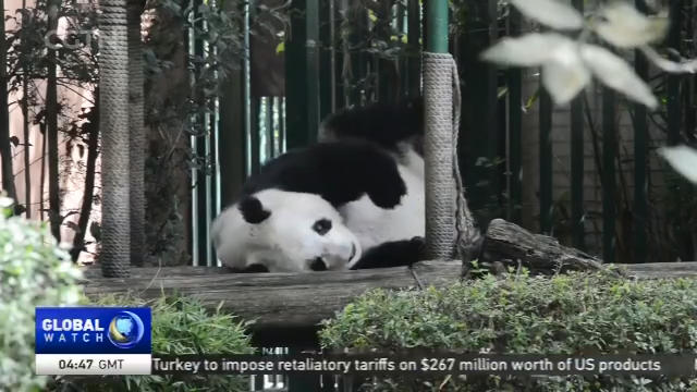 Record Breaking Pandas: Pair of pandas in Mexico become oldest living