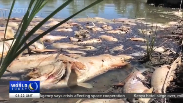 Australia Mass Fish Die-Off: Deaths of 1 million fish spark outrage ...