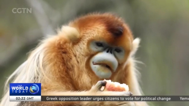 Shennongjia National Park: Golden monkey keepers urge more animal  protection measures - CGTN