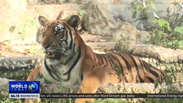 World Animal Day: Global motion to protect South China Tiger to be