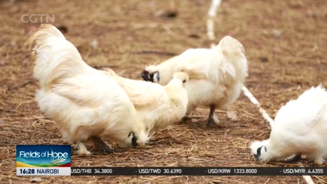 reviving-china-s-countryside-traditional-and-sustainable-agriculture
