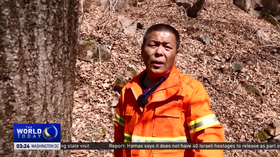China Commercial Logging Ban: Legacy of 1998 ruling lives on in ...