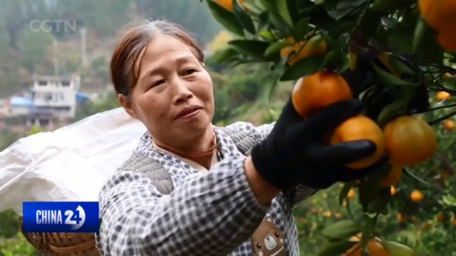 China Rural Revitalization: China pledges to strengthen long-term ...