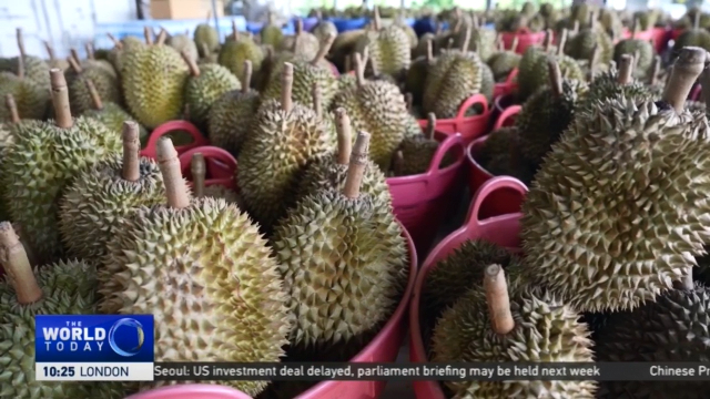 From Tech to Tree: Chinese AI improves Thailand's durian orchards